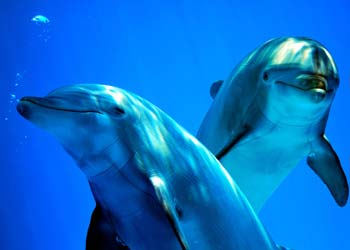 Italien Jugendreisen Delfine und Wale beobachten